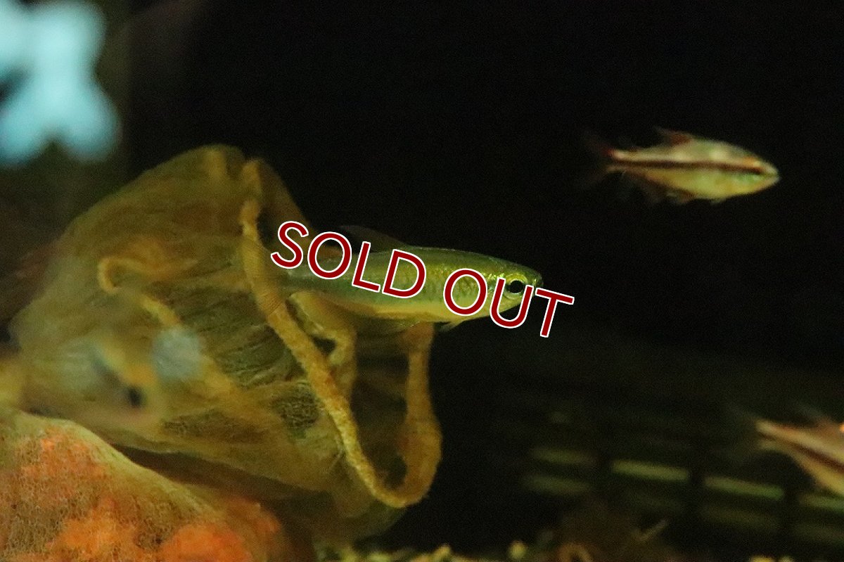 画像5: 【淡水魚】レア種 レッドフィン ゴールデンコンゴテトラ ワイルド【1匹】(珍カラ)(生体)(淡水)NKCK (5)