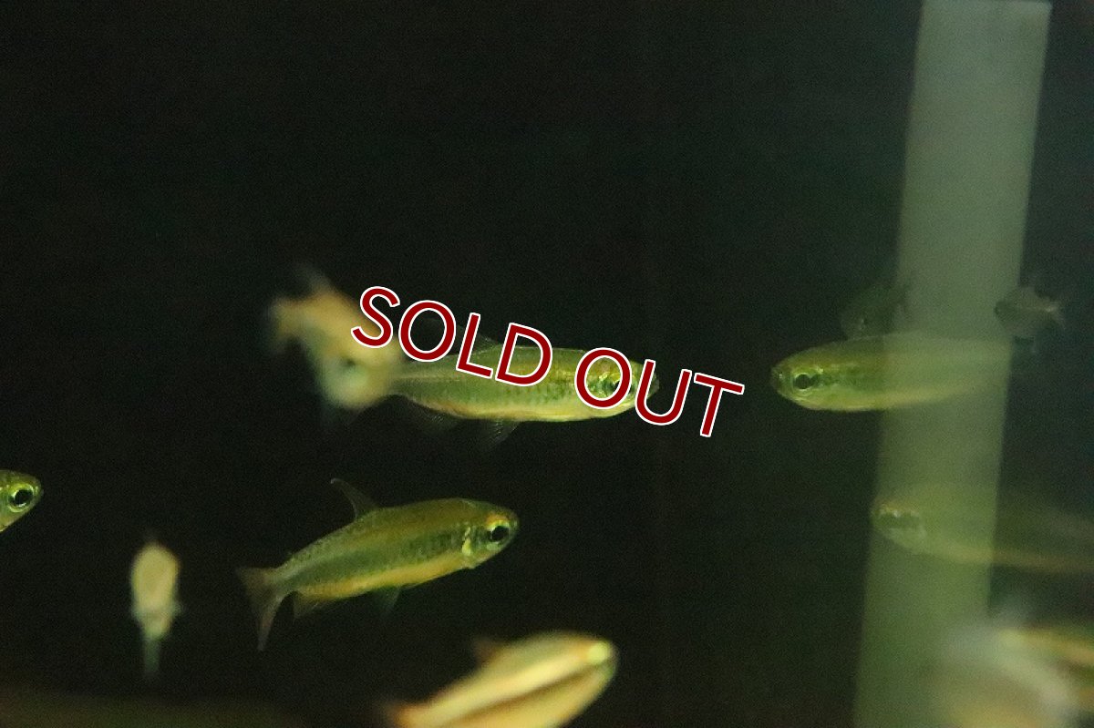 画像6: 【淡水魚】レア種 レッドフィン ゴールデンコンゴテトラ ワイルド【1匹】(珍カラ)(生体)(淡水)NKCK (6)