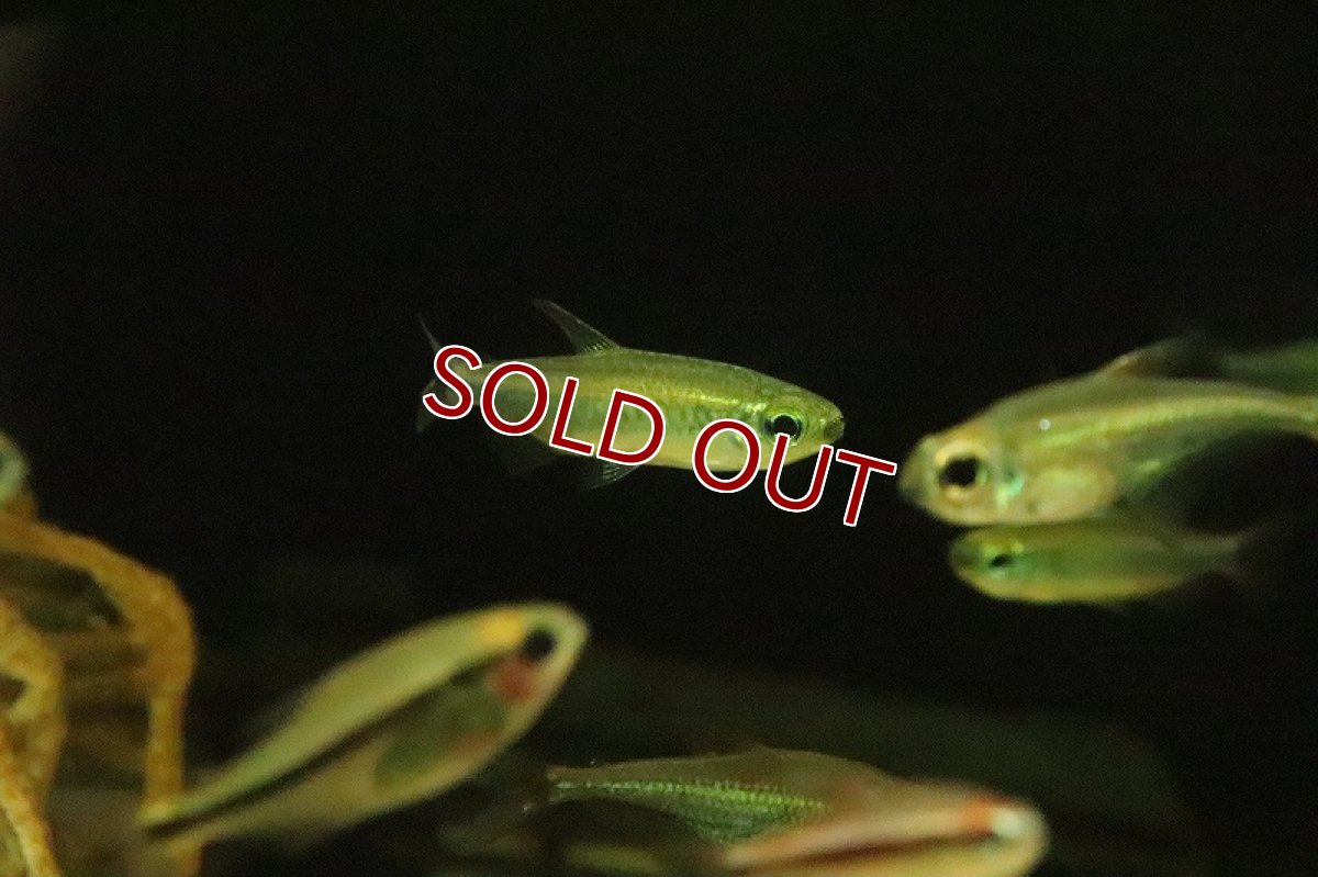 画像7: 【淡水魚】レア種 レッドフィン ゴールデンコンゴテトラ ワイルド【1匹】(珍カラ)(生体)(淡水)NKCK (7)