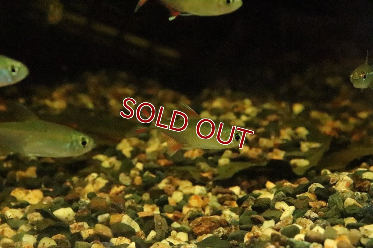 画像2: 【淡水魚】ホワイトフィンレッドテールテトラ リオジャマンシン産 ワイルド【１匹】(珍カラ)(生体)(淡水)NKCＫ (2)