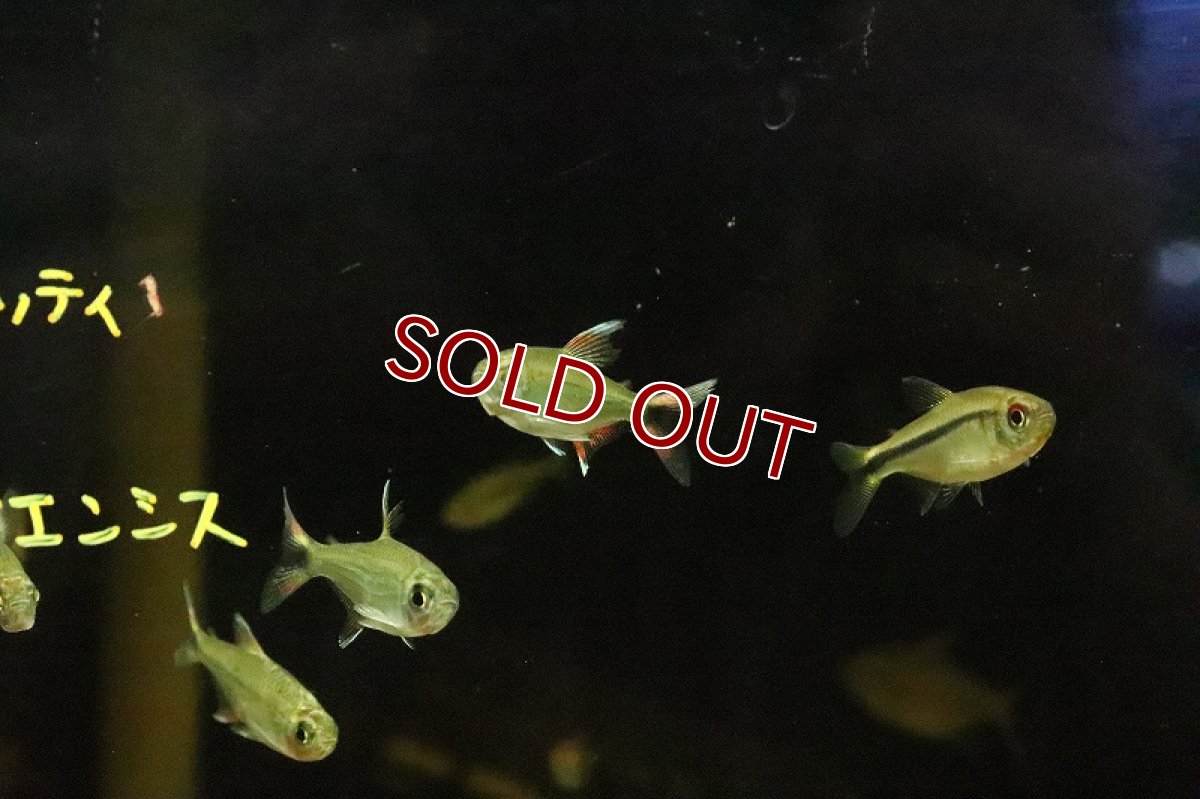 画像3: 【淡水魚】ホワイトフィンレッドテールテトラ リオジャマンシン産 ワイルド【１匹】(珍カラ)(生体)(淡水)NKCＫ (3)