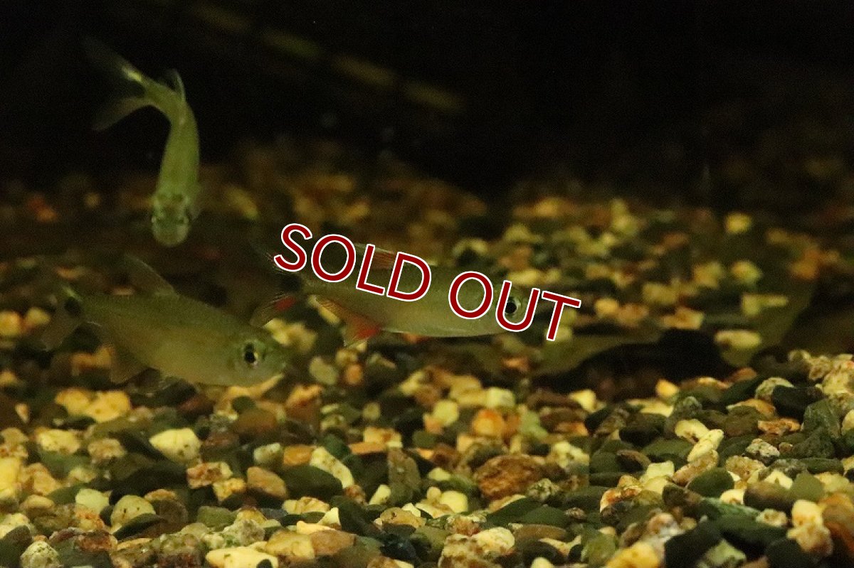 画像4: 【淡水魚】ホワイトフィンレッドテールテトラ リオジャマンシン産 ワイルド【１匹】(珍カラ)(生体)(淡水)NKCＫ (4)