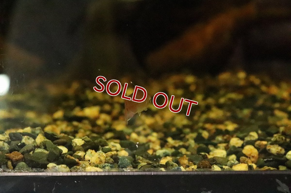 画像2: 【淡水魚】【通販】ハイフェソブリコン ミクロプテルス (spセアラ) リオセアラ産 ワイルド【１匹 サンプル画像】(生体)(淡水)NKCＫ (2)