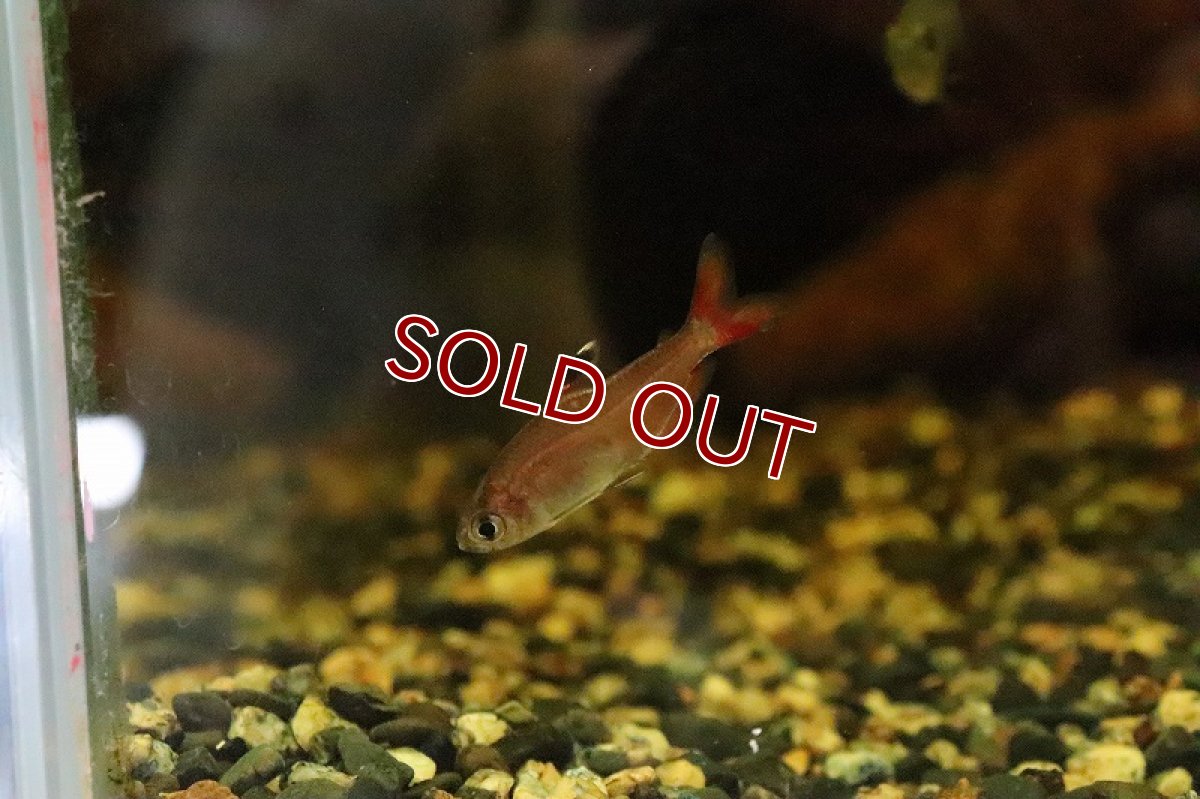 画像3: 【淡水魚】【通販】ハイフェソブリコン ミクロプテルス (spセアラ) リオセアラ産 ワイルド【１匹 サンプル画像】(生体)(淡水)NKCＫ (3)