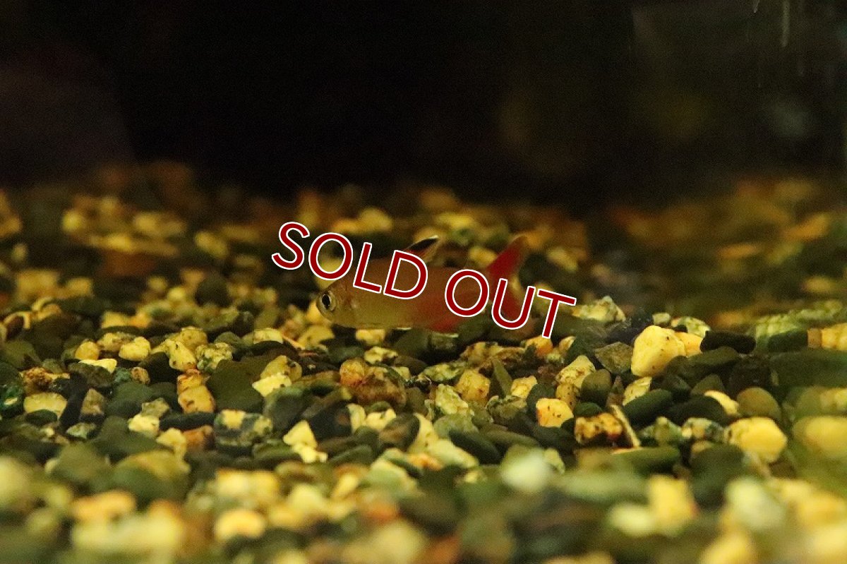 画像4: 【淡水魚】【通販】ハイフェソブリコン ミクロプテルス (spセアラ) リオセアラ産 ワイルド【１匹 サンプル画像】(生体)(淡水)NKCＫ (4)