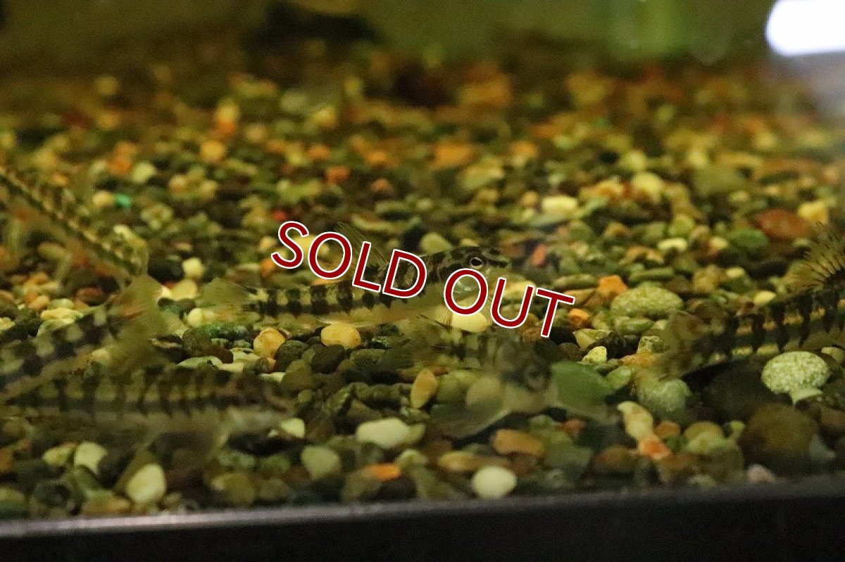 画像2: 【淡水魚】バタフライダータテトラ パライーバ ド スルー産 ワイルド【１匹】(±5-6cm)(珍カラ)(生体)(淡水)NKCＫ (2)