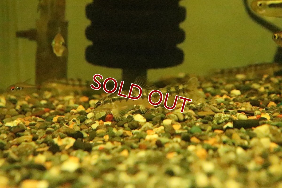 画像3: 【淡水魚】バタフライダータテトラ パライーバ ド スルー産 ワイルド【１匹】(±5-6cm)(珍カラ)(生体)(淡水)NKCＫ (3)