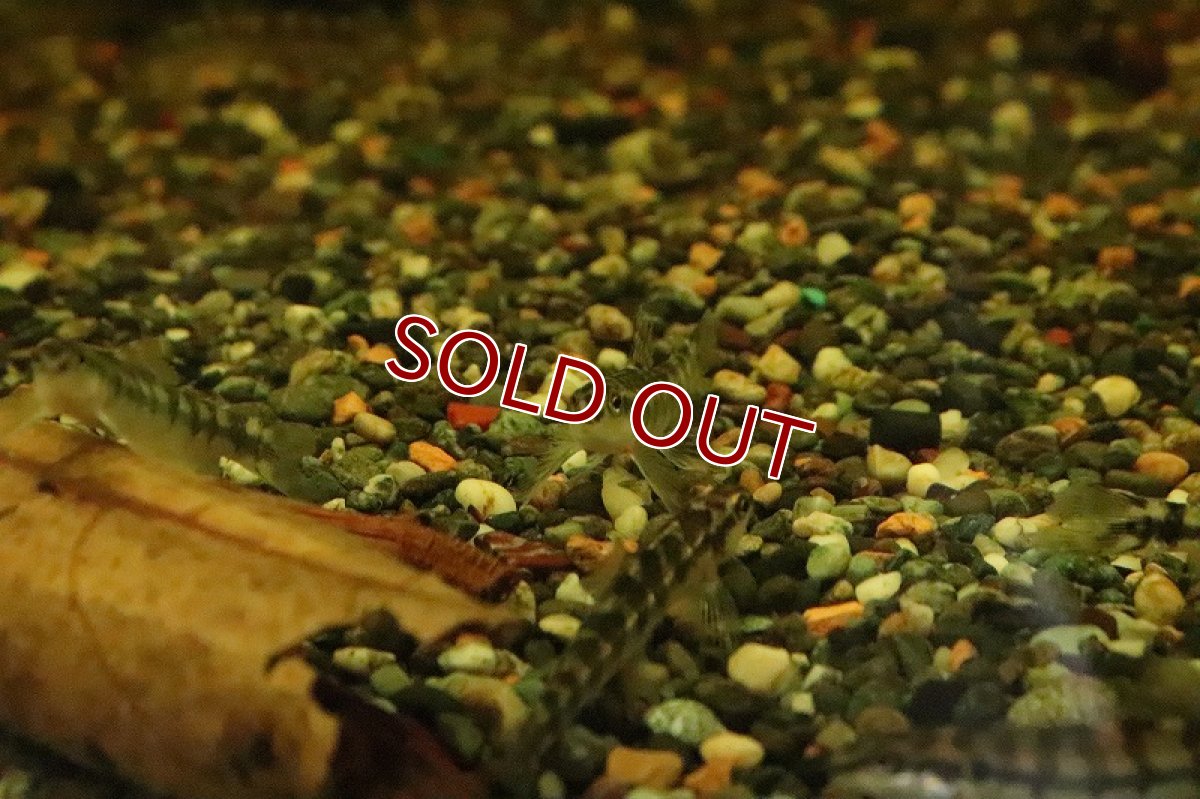 画像4: 【淡水魚】バタフライダータテトラ パライーバ ド スルー産 ワイルド【１匹】(±5-6cm)(珍カラ)(生体)(淡水)NKCＫ (4)