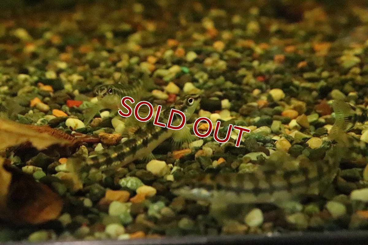 画像5: 【淡水魚】バタフライダータテトラ パライーバ ド スルー産 ワイルド【１匹】(±5-6cm)(珍カラ)(生体)(淡水)NKCＫ (5)