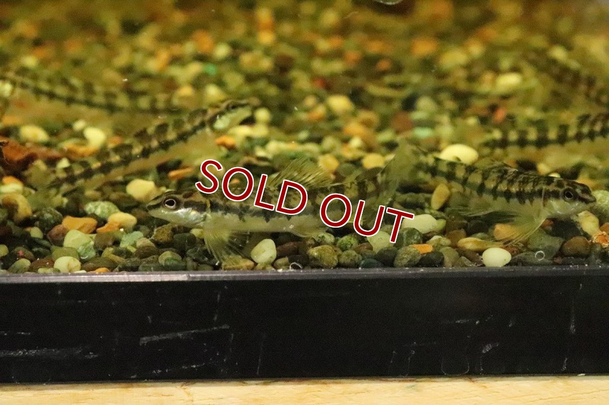 画像6: 【淡水魚】バタフライダータテトラ パライーバ ド スルー産 ワイルド【１匹】(±5-6cm)(珍カラ)(生体)(淡水)NKCＫ (6)