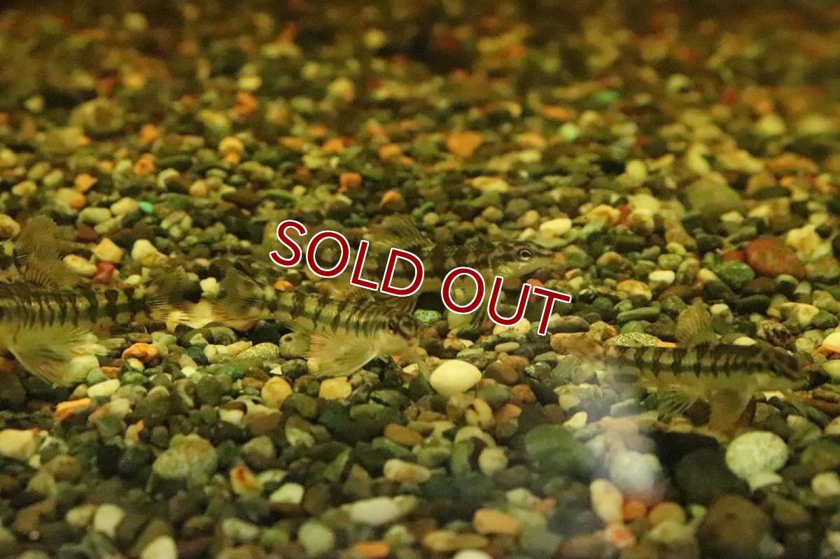 画像7: 【淡水魚】バタフライダータテトラ パライーバ ド スルー産 ワイルド【１匹】(±5-6cm)(珍カラ)(生体)(淡水)NKCＫ (7)