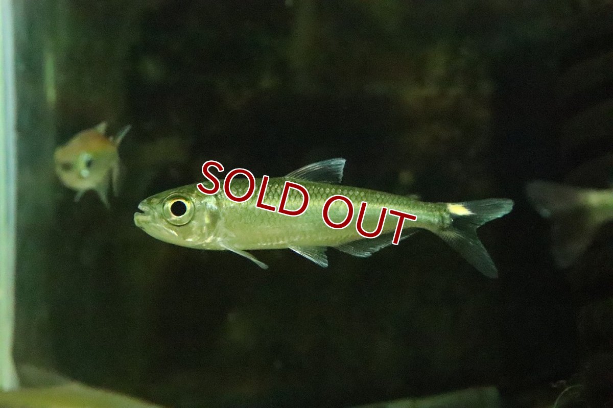 画像2: 【淡水魚】激レア 2匹のみ ブリコノプスsp ロライマグリーン ワイルド【１匹】(珍カラ)（生体）（熱帯魚）NKＣＫ (2)