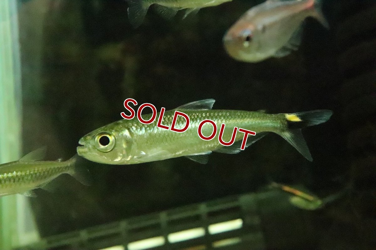 画像3: 【淡水魚】激レア 2匹のみ ブリコノプスsp ロライマグリーン ワイルド【１匹】(珍カラ)（生体）（熱帯魚）NKＣＫ (3)