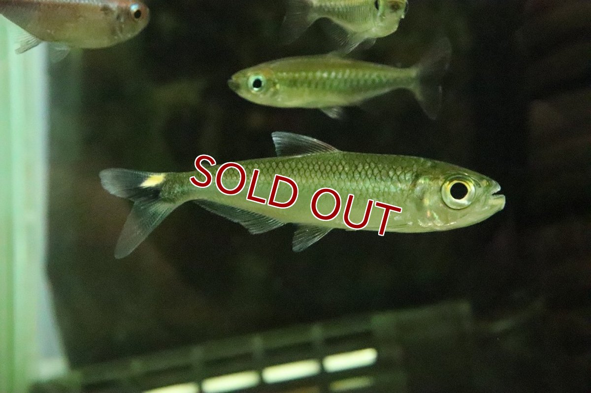 画像4: 【淡水魚】激レア 2匹のみ ブリコノプスsp ロライマグリーン ワイルド【１匹】(珍カラ)（生体）（熱帯魚）NKＣＫ (4)