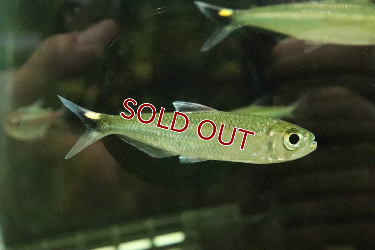 画像5: 【淡水魚】激レア 2匹のみ ブリコノプスsp ロライマグリーン ワイルド【１匹】(珍カラ)（生体）（熱帯魚）NKＣＫ (5)
