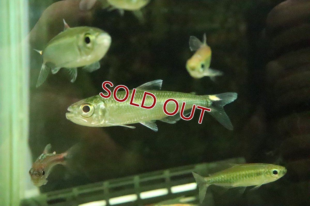 画像6: 【淡水魚】激レア 2匹のみ ブリコノプスsp ロライマグリーン ワイルド【１匹】(珍カラ)（生体）（熱帯魚）NKＣＫ (6)