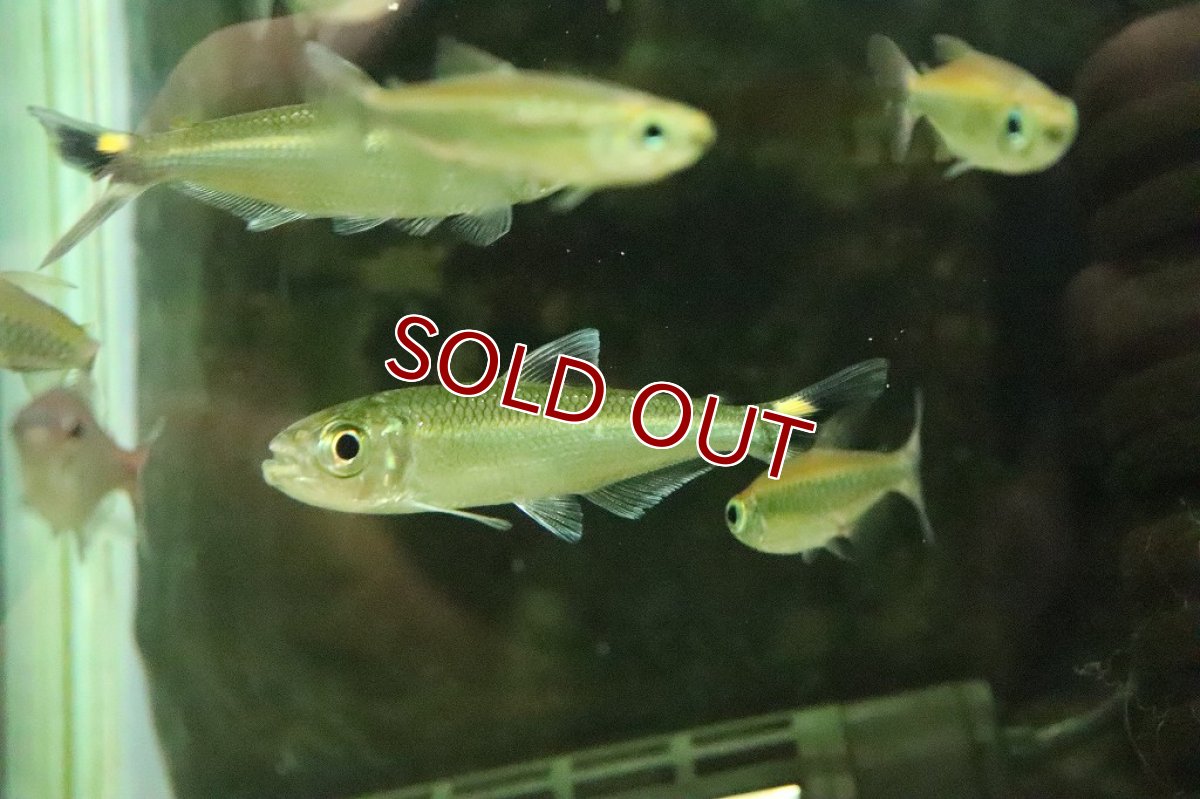 画像7: 【淡水魚】激レア 2匹のみ ブリコノプスsp ロライマグリーン ワイルド【１匹】(珍カラ)（生体）（熱帯魚）NKＣＫ (7)