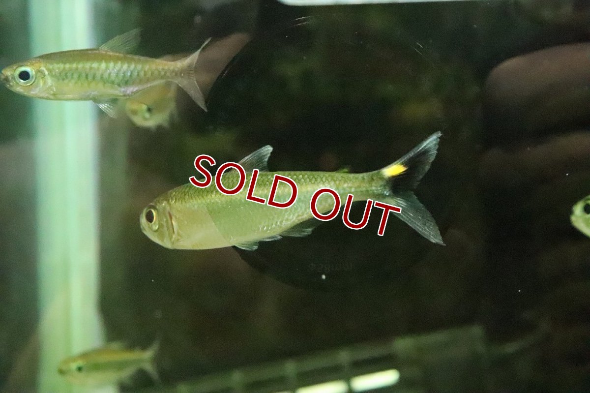 画像8: 【淡水魚】激レア 2匹のみ ブリコノプスsp ロライマグリーン ワイルド【１匹】(珍カラ)（生体）（熱帯魚）NKＣＫ (8)