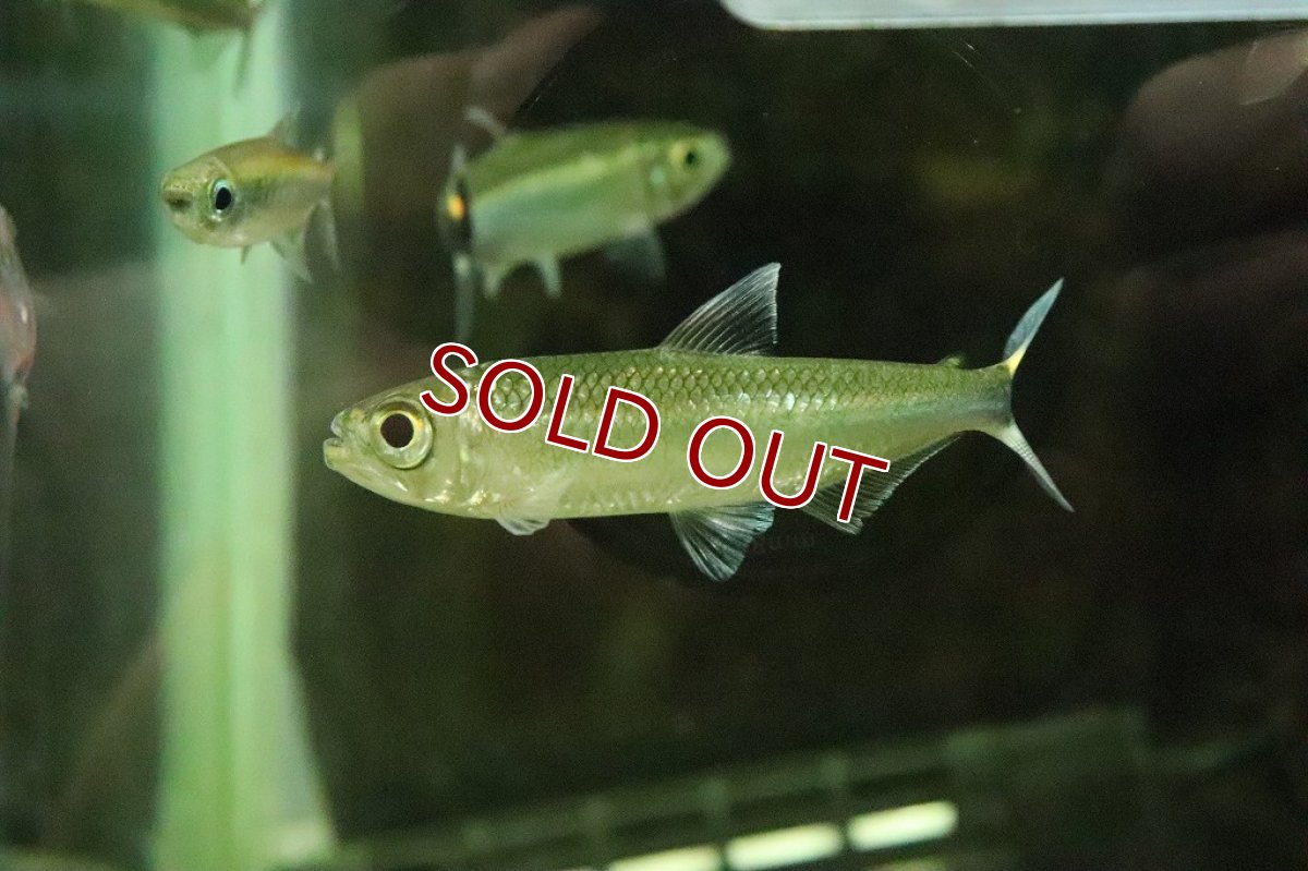 画像9: 【淡水魚】激レア 2匹のみ ブリコノプスsp ロライマグリーン ワイルド【１匹】(珍カラ)（生体）（熱帯魚）NKＣＫ (9)