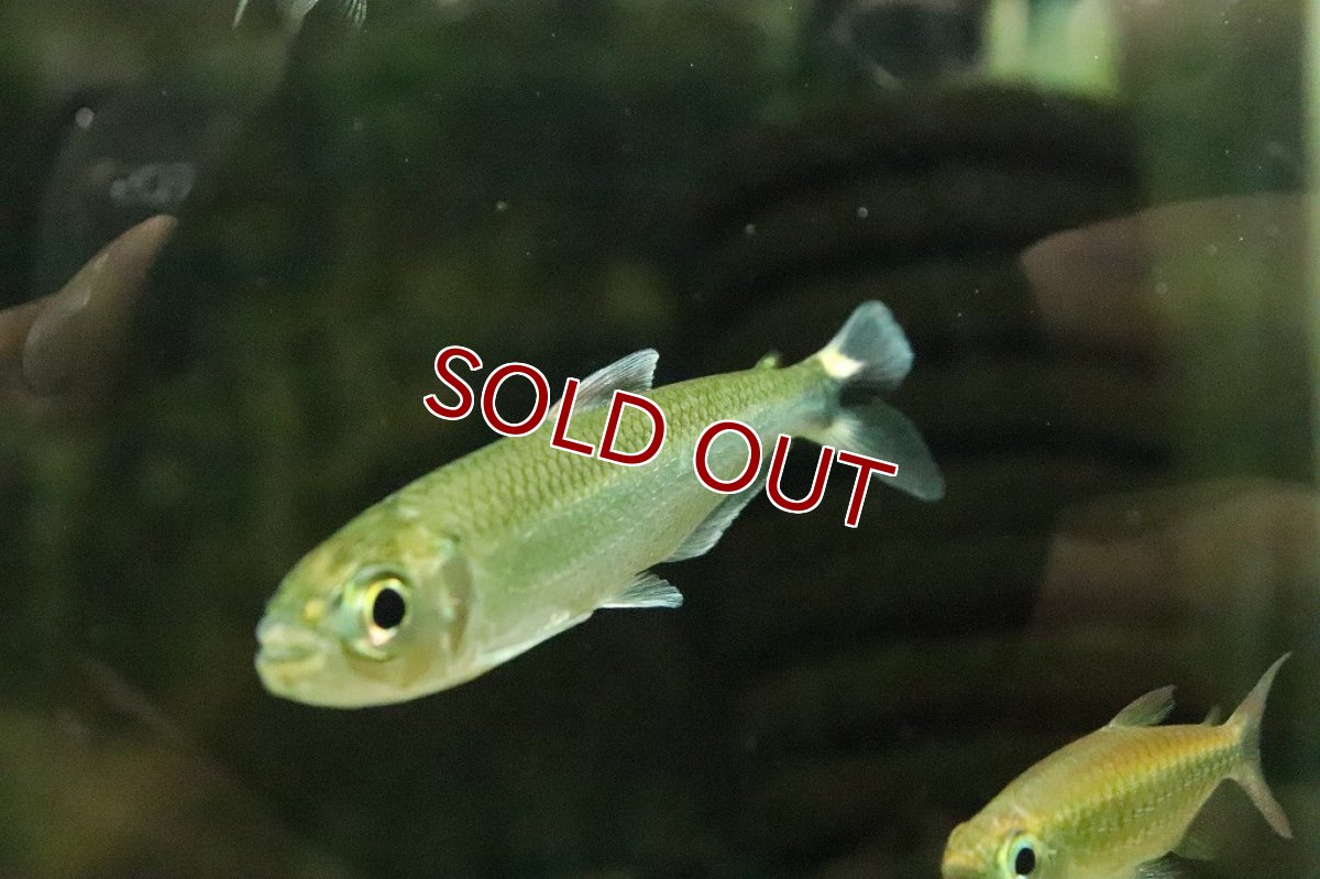 画像10: 【淡水魚】激レア 2匹のみ ブリコノプスsp ロライマグリーン ワイルド【１匹】(珍カラ)（生体）（熱帯魚）NKＣＫ (10)