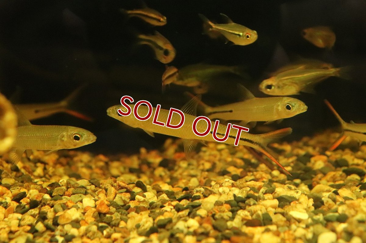 画像2: 【淡水魚】激レア ダブルレッドテールヘミオダス ラーゴアカラ産 ワイルド【1匹】(珍カラ)（生体）（熱帯魚）NKＣＫ (2)