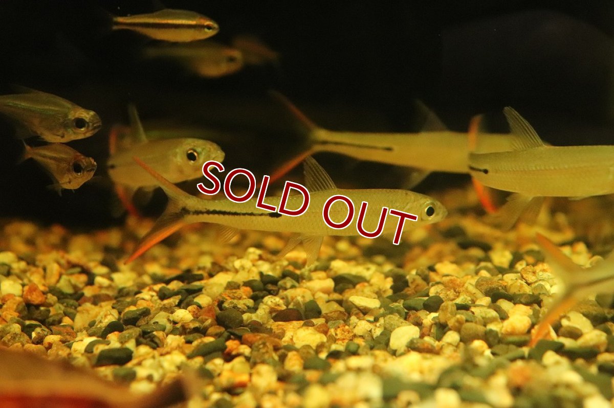 画像3: 【淡水魚】激レア ダブルレッドテールヘミオダス ラーゴアカラ産 ワイルド【1匹】(珍カラ)（生体）（熱帯魚）NKＣＫ (3)