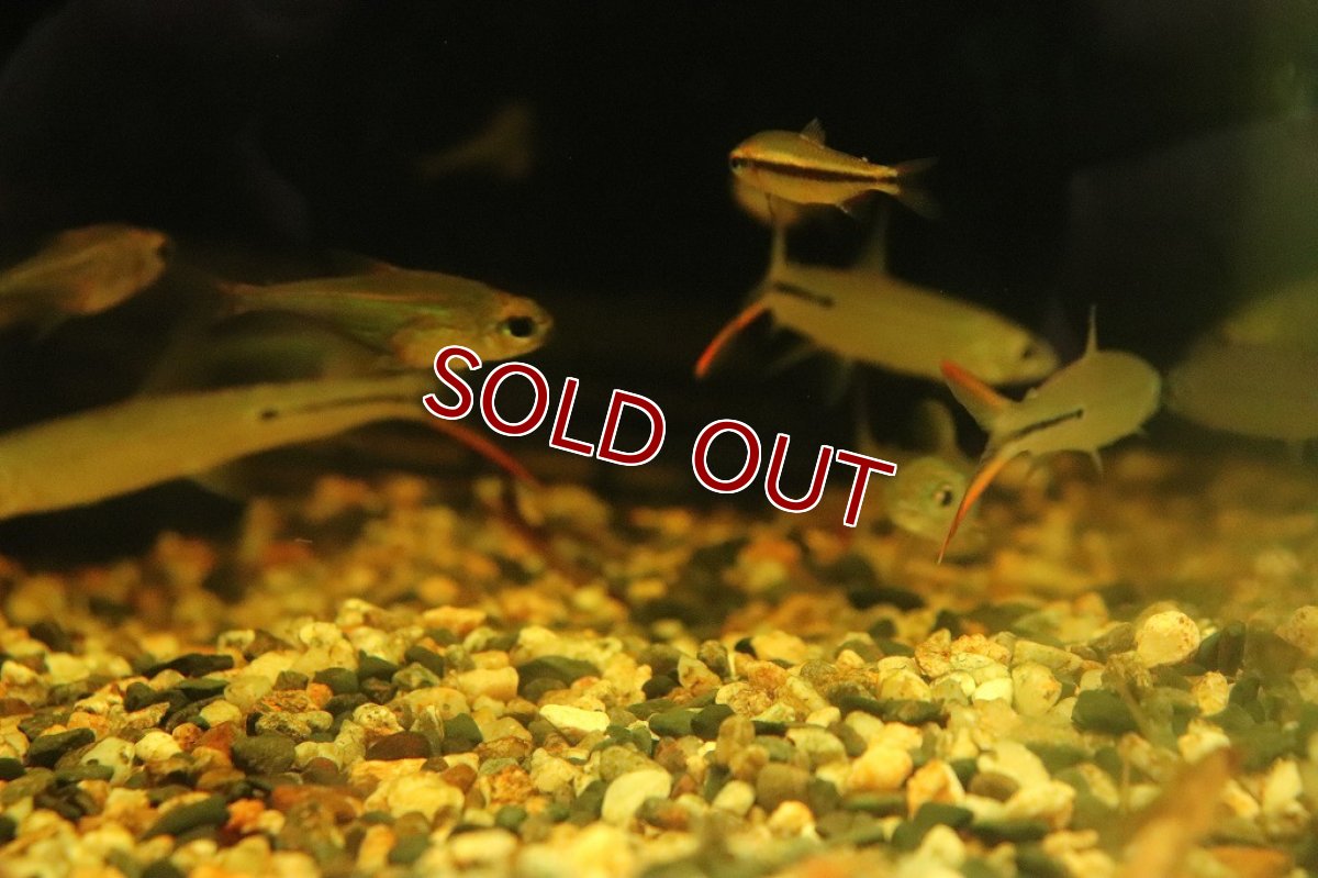 画像4: 【淡水魚】激レア ダブルレッドテールヘミオダス ラーゴアカラ産 ワイルド【1匹】(珍カラ)（生体）（熱帯魚）NKＣＫ (4)