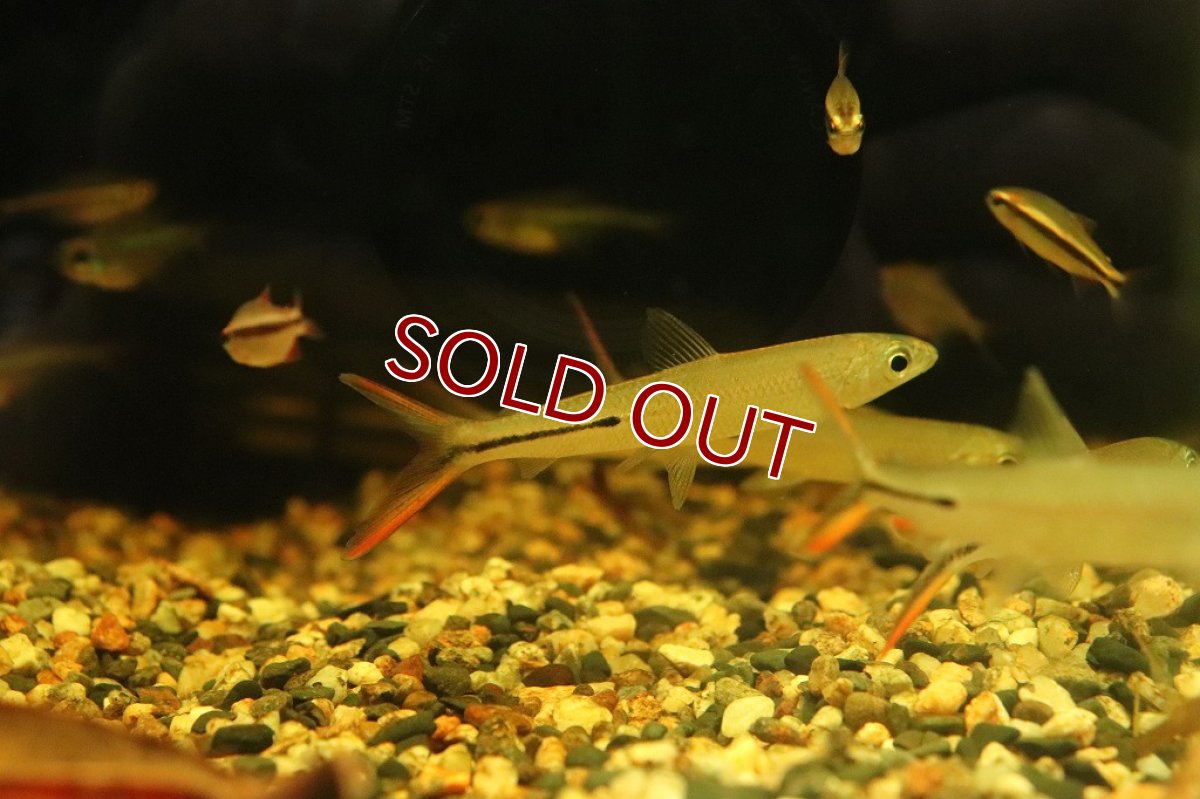 画像5: 【淡水魚】激レア ダブルレッドテールヘミオダス ラーゴアカラ産 ワイルド【1匹】(珍カラ)（生体）（熱帯魚）NKＣＫ (5)