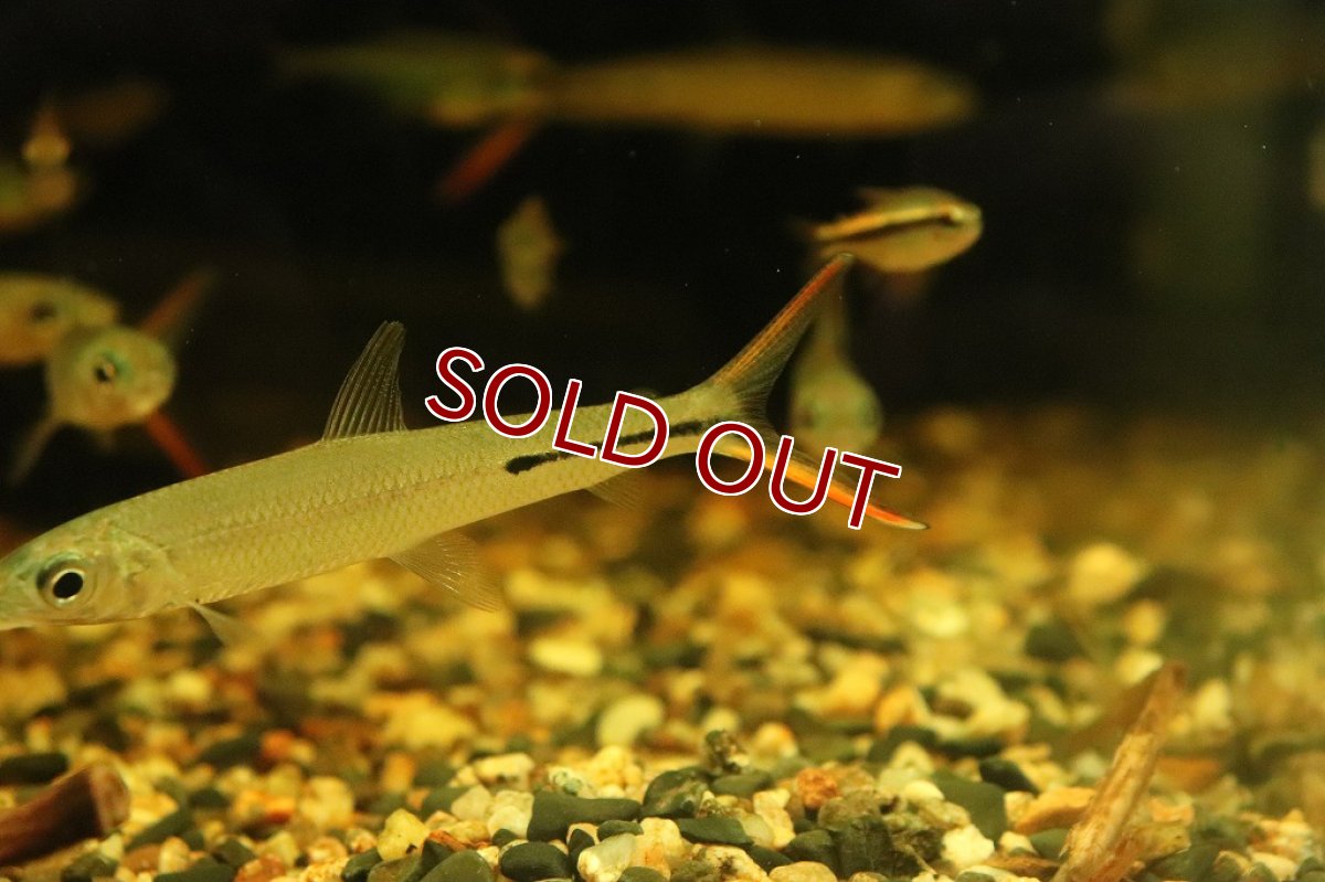 画像6: 【淡水魚】激レア ダブルレッドテールヘミオダス ラーゴアカラ産 ワイルド【1匹】(珍カラ)（生体）（熱帯魚）NKＣＫ (6)