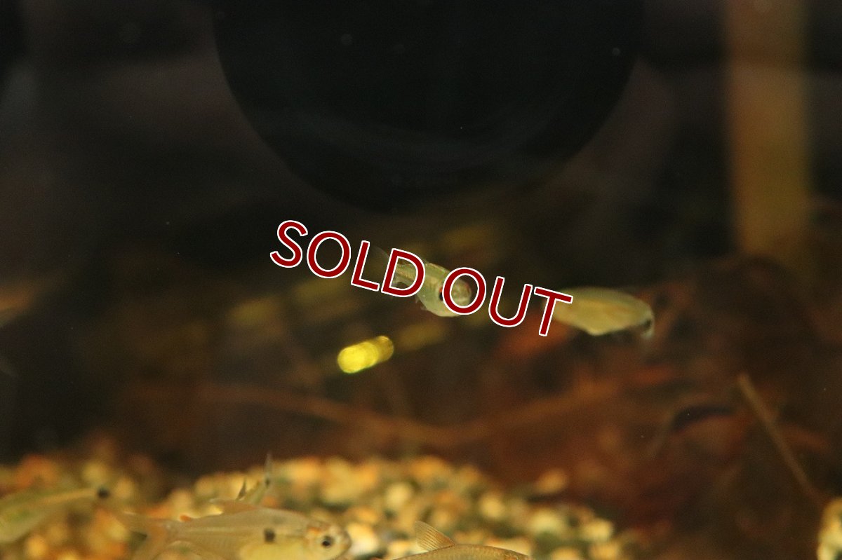 画像2: 【淡水魚】グリーンラインベロッティテトラ リオブランコ ロライマ産 ワイルド【1匹】(珍カラ)（生体）（熱帯魚）NKＣＫ (2)