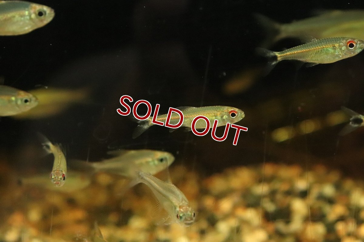 画像3: 【淡水魚】グリーンラインベロッティテトラ リオブランコ ロライマ産 ワイルド【1匹】(珍カラ)（生体）（熱帯魚）NKＣＫ (3)