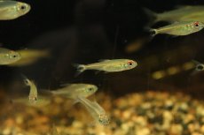 画像3: 【淡水魚】【通販】グリーンラインベロッティテトラ リオブランコ ロライマ産 ワイルド【1匹】(珍カラ)（生体）（熱帯魚）NKＣＫ (3)