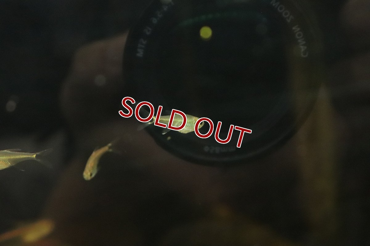 画像2: 【淡水魚】グリーンラインテトラ リオテレスピレス産 ワイルド【1匹】(珍カラ)（生体）（熱帯魚）NKＣＫ (2)