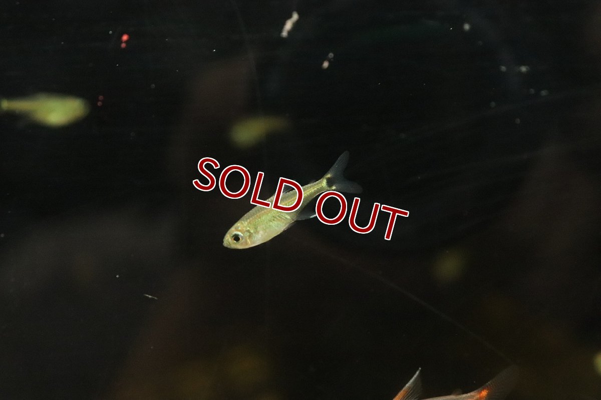 画像3: 【淡水魚】グリーンラインテトラ リオテレスピレス産 ワイルド【1匹】(珍カラ)（生体）（熱帯魚）NKＣＫ (3)