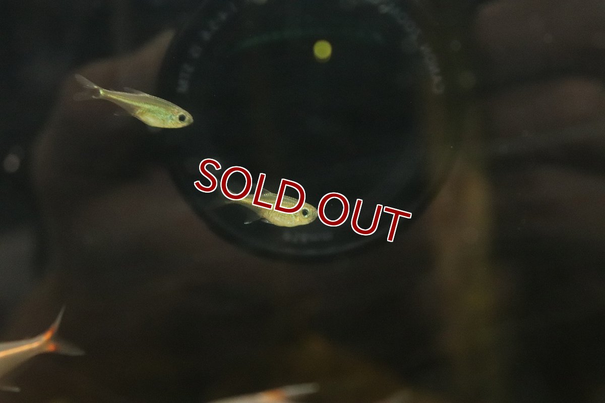 画像4: 【淡水魚】グリーンラインテトラ リオテレスピレス産 ワイルド【1匹】(珍カラ)（生体）（熱帯魚）NKＣＫ (4)