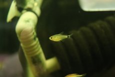 画像1: 【淡水魚】【通販】リアル タイガーキティテトラ ワイルド【1匹】(珍カラ)（生体）（熱帯魚）NKＣＫ (1)