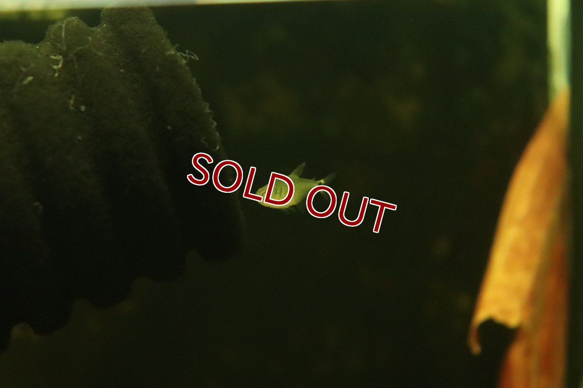 画像2: 【淡水魚】リアル タイガーキティテトラ ワイルド【1匹】(珍カラ)（生体）（熱帯魚）NKＣＫ (2)