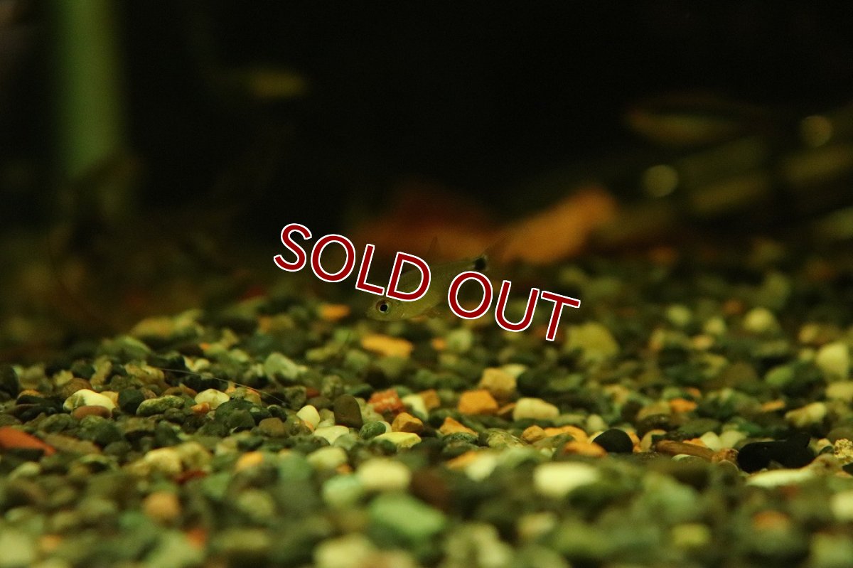 画像3: 【淡水魚】リアル タイガーキティテトラ ワイルド【1匹】(珍カラ)（生体）（熱帯魚）NKＣＫ (3)