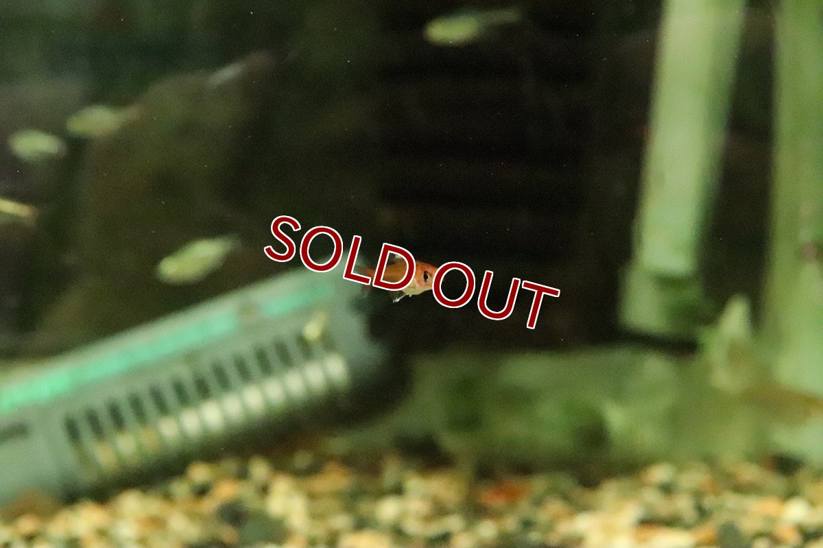 画像2: 【淡水魚】レッドクリスタルテトラ アルトアラグアイア産 ワイルド【1匹 サンプル画像販売】(珍カラ)（生体）（熱帯魚）NKＣＫ (2)