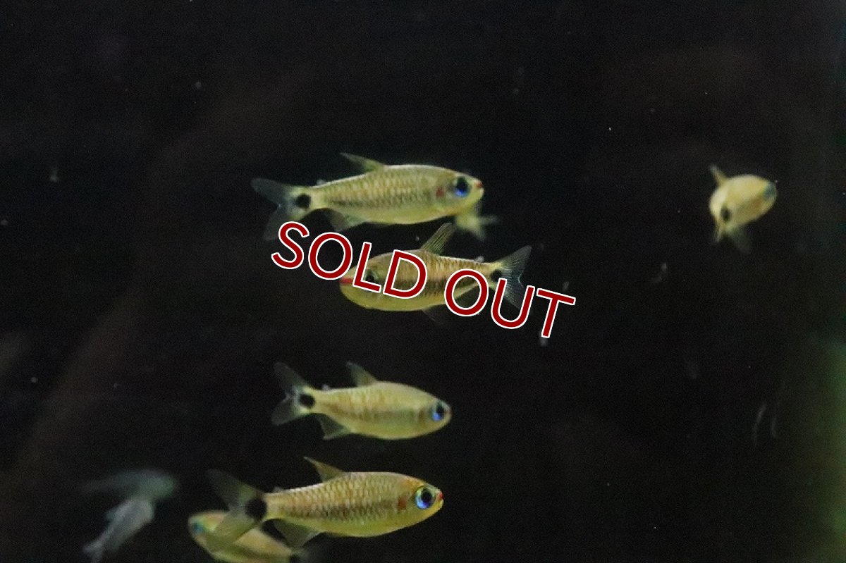 画像2: 【淡水魚】ブラックスケールコギャルテトラ リオアリノス産 ワイルド【1匹 サンプル画像販売】(珍カラ)（生体）（熱帯魚）NKＣＫ (2)