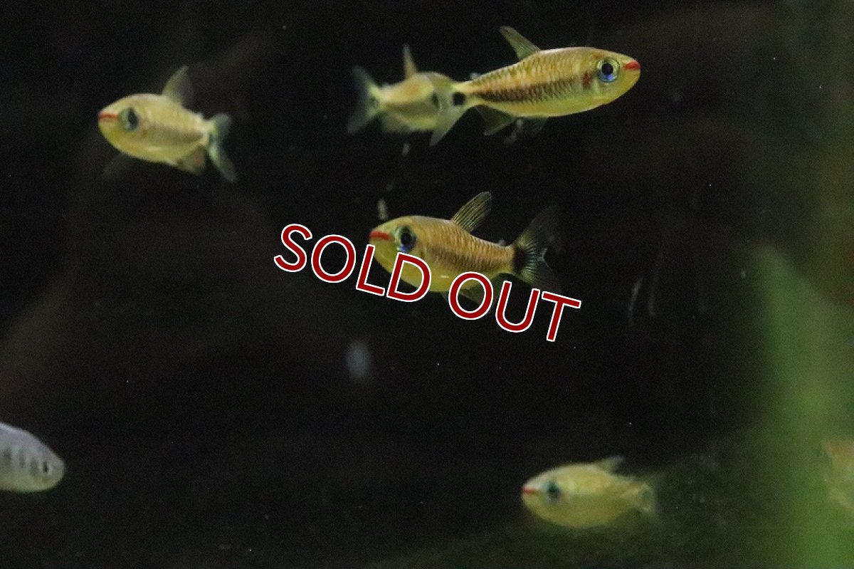 画像3: 【淡水魚】ブラックスケールコギャルテトラ リオアリノス産 ワイルド【1匹 サンプル画像販売】(珍カラ)（生体）（熱帯魚）NKＣＫ (3)