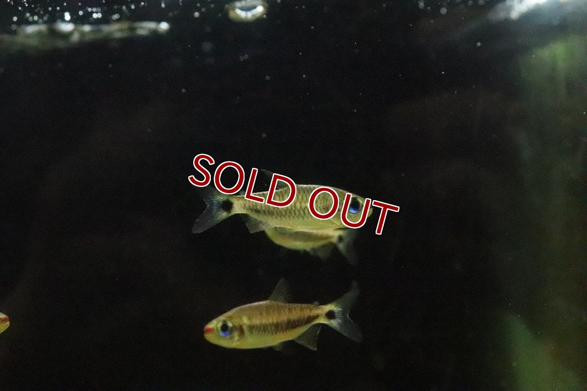 画像4: 【淡水魚】ブラックスケールコギャルテトラ リオアリノス産 ワイルド【1匹 サンプル画像販売】(珍カラ)（生体）（熱帯魚）NKＣＫ (4)