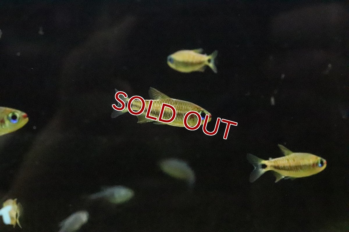画像5: 【淡水魚】ブラックスケールコギャルテトラ リオアリノス産 ワイルド【1匹 サンプル画像販売】(珍カラ)（生体）（熱帯魚）NKＣＫ (5)