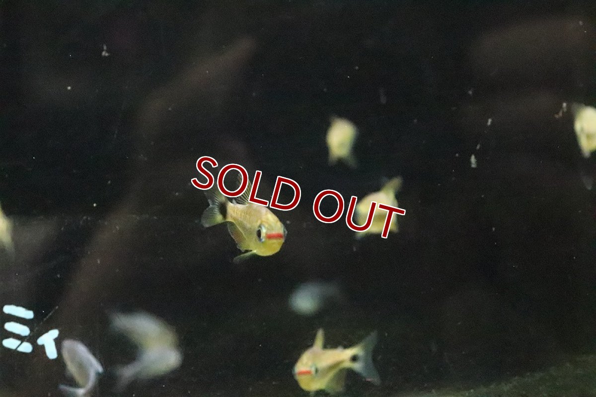 画像6: 【淡水魚】ブラックスケールコギャルテトラ リオアリノス産 ワイルド【1匹 サンプル画像販売】(珍カラ)（生体）（熱帯魚）NKＣＫ (6)