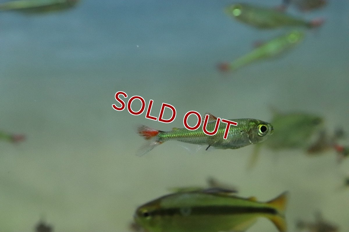画像2: 【淡水魚】初入荷 スーパーレッドフィンブリコノプス リオペオショート産 ワイルド【1匹 サンプル画像販売】(珍カラ)（生体）（熱帯魚）NKＣＫ (2)