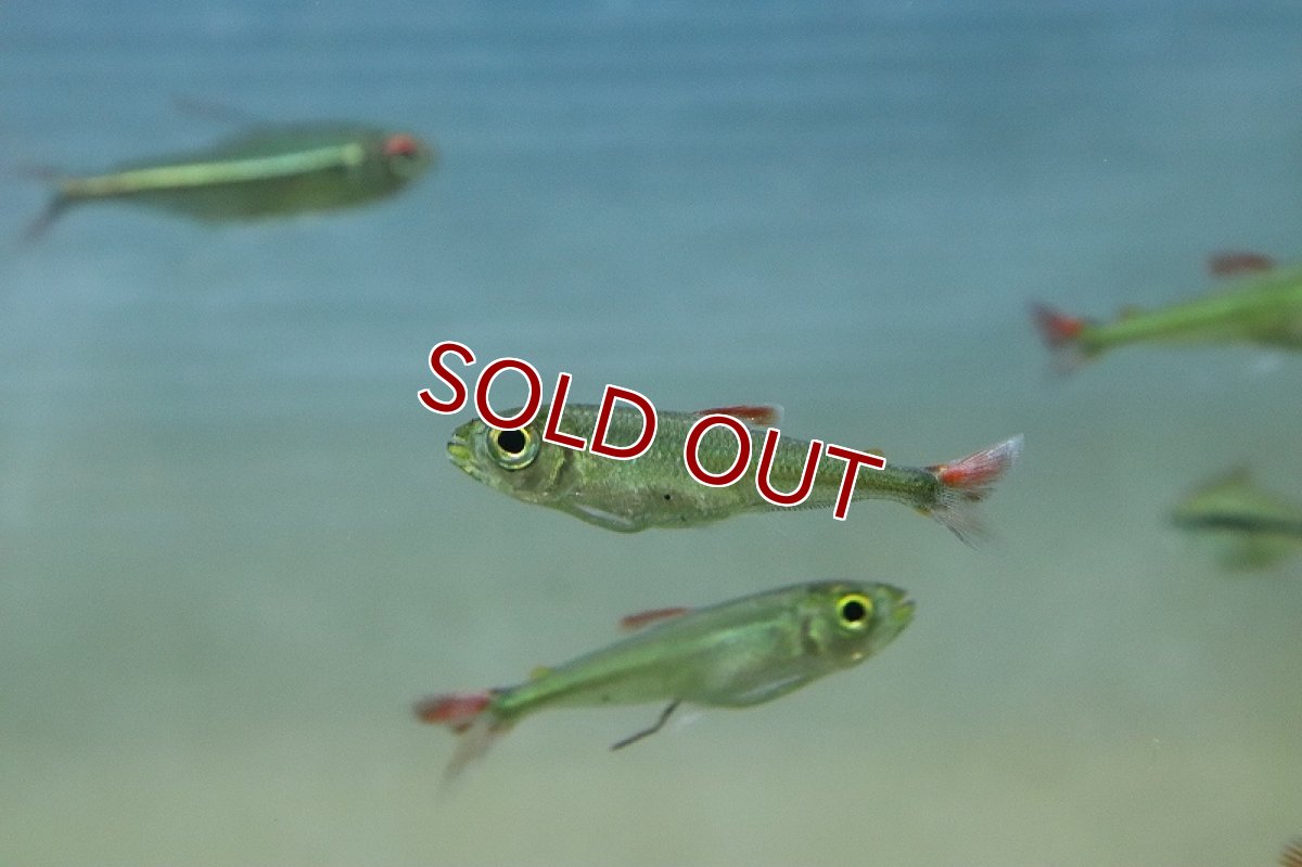 画像3: 【淡水魚】初入荷 スーパーレッドフィンブリコノプス リオペオショート産 ワイルド【1匹 サンプル画像販売】(珍カラ)（生体）（熱帯魚）NKＣＫ (3)