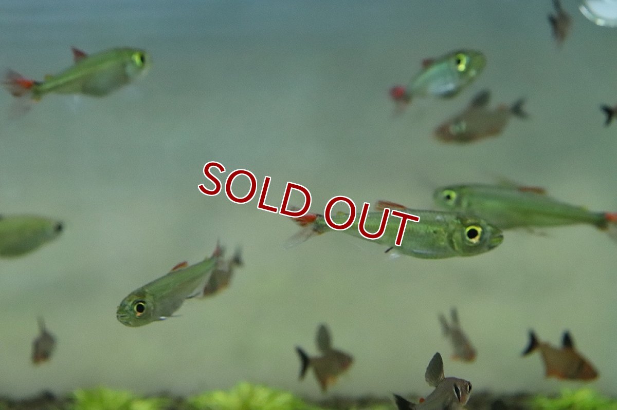 画像4: 【淡水魚】初入荷 スーパーレッドフィンブリコノプス リオペオショート産 ワイルド【1匹 サンプル画像販売】(珍カラ)（生体）（熱帯魚）NKＣＫ (4)