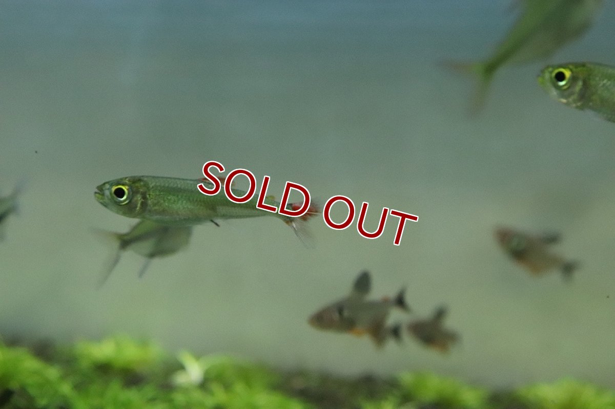 画像5: 【淡水魚】初入荷 スーパーレッドフィンブリコノプス リオペオショート産 ワイルド【1匹 サンプル画像販売】(珍カラ)（生体）（熱帯魚）NKＣＫ (5)