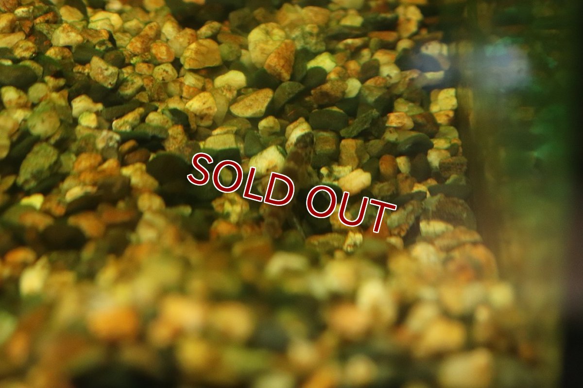 画像2: 【淡水魚】初産地 激レア トリカラージェットダータテトラ リオアリノス産 ワイルド【1匹 サンプル画像販売】(珍カラ)（生体）（熱帯魚）NKＣＫ (2)