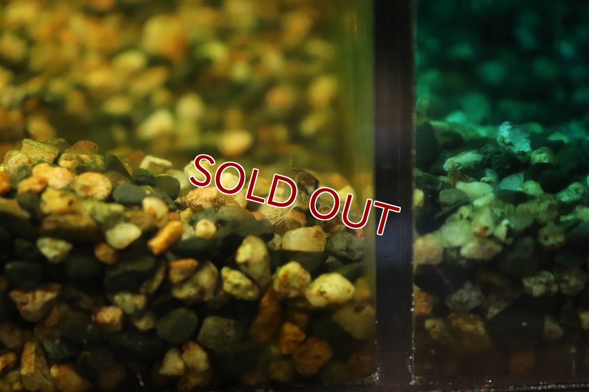 画像3: 【淡水魚】初産地 激レア トリカラージェットダータテトラ リオアリノス産 ワイルド【1匹 サンプル画像販売】(珍カラ)（生体）（熱帯魚）NKＣＫ (3)